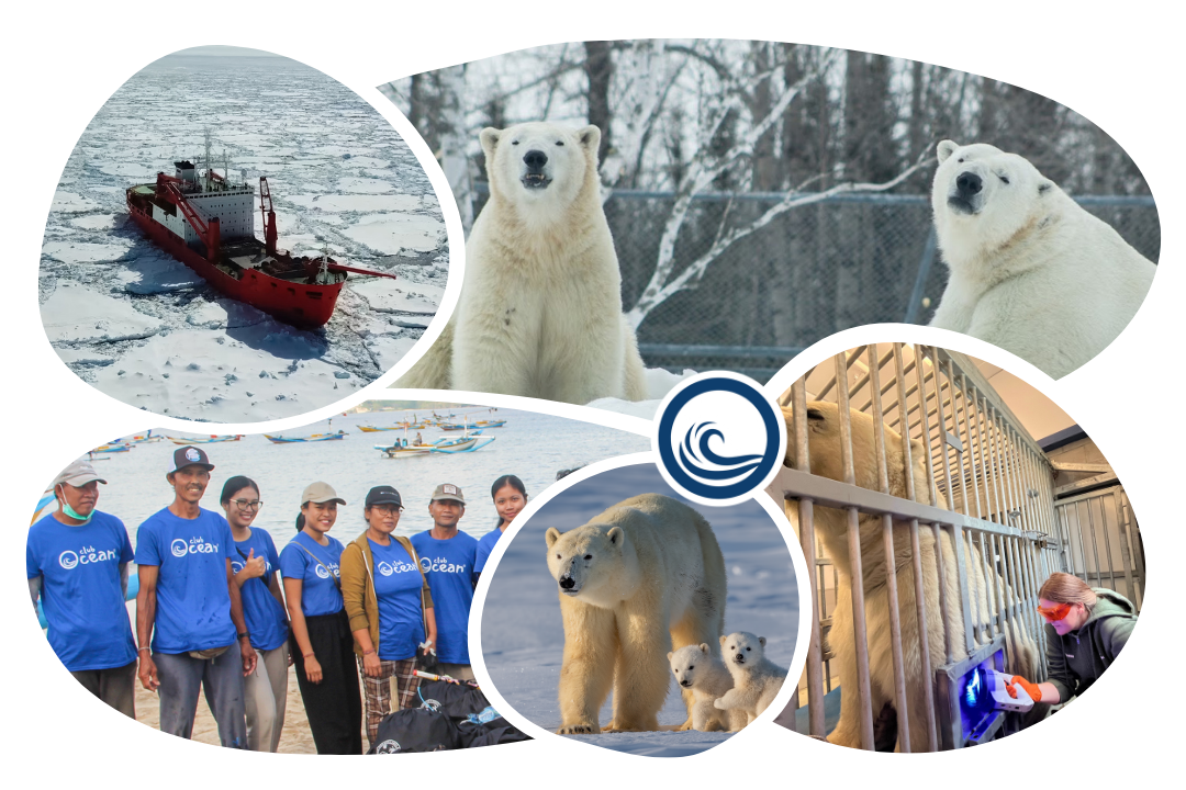 Polar Bear Adoption Cap