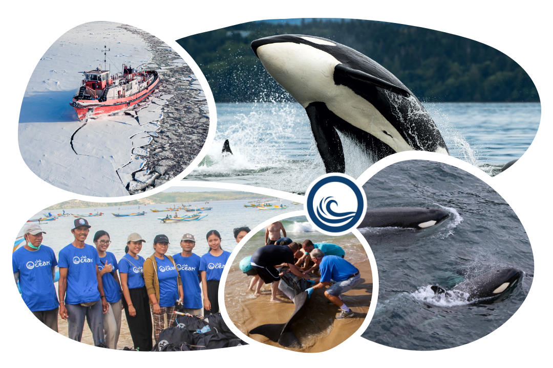 Orca Adoption Cap
