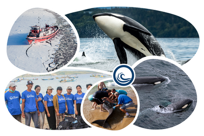 Orca Adoption Cap