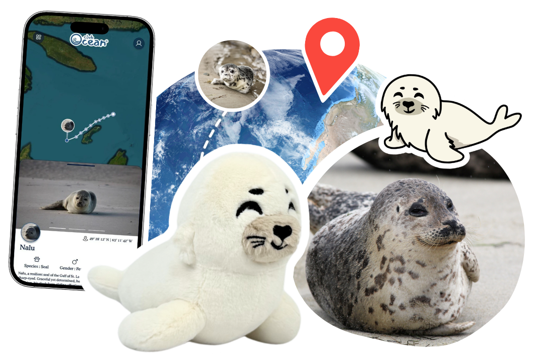 Seal Adoption Plushie
