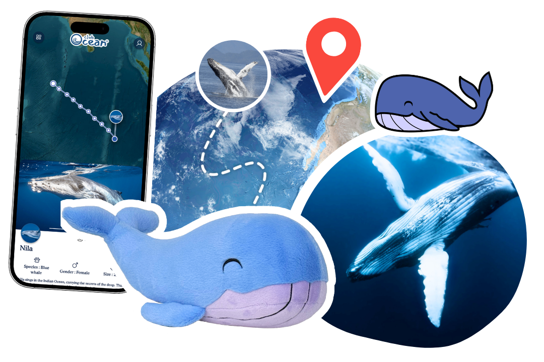 Whale Adoption Plushie