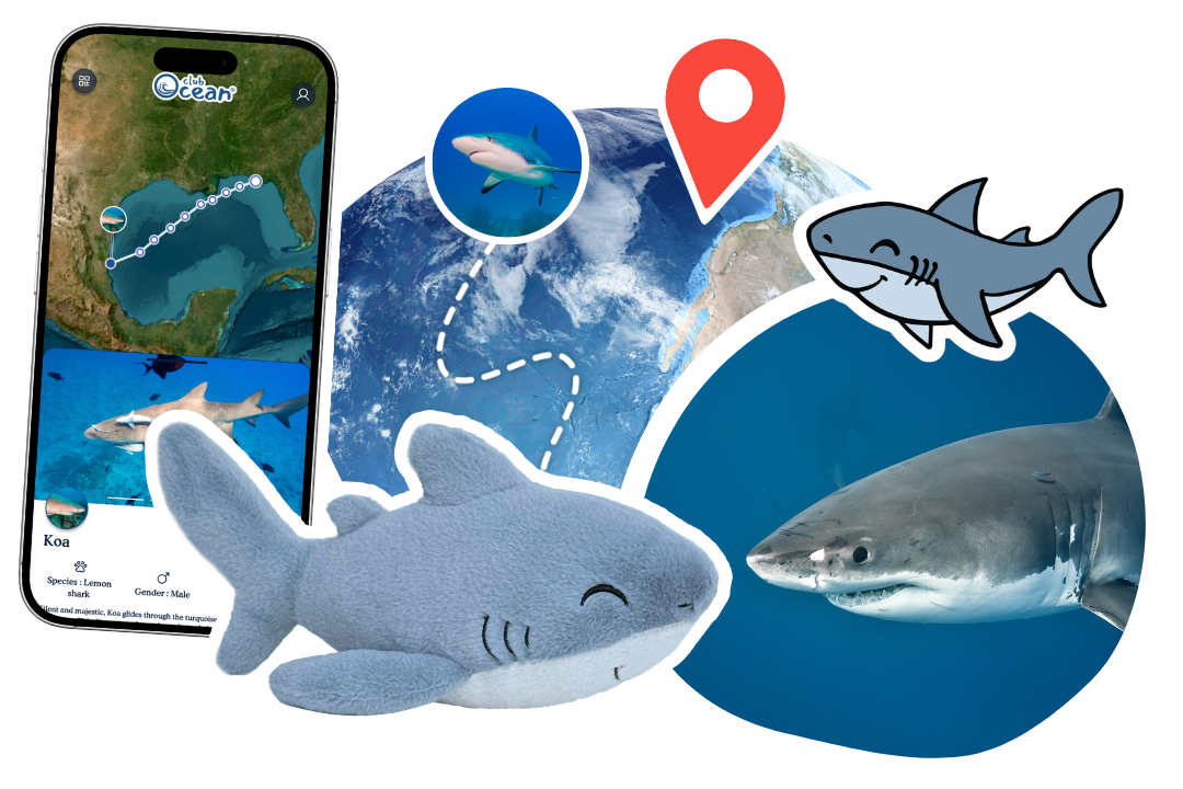 Shark Adoption Plushie