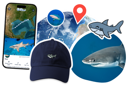 Shark Adoption Cap