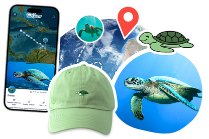 Turtle Adoption Cap