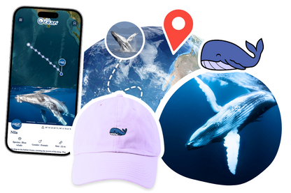 Whale Adoption Cap