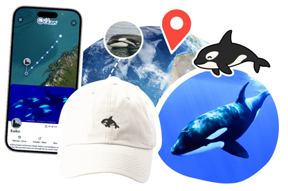 Orca Adoption Cap