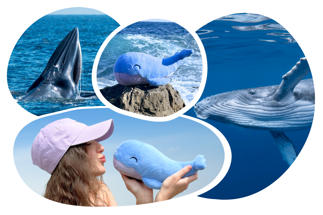 Whale Adoption Cap