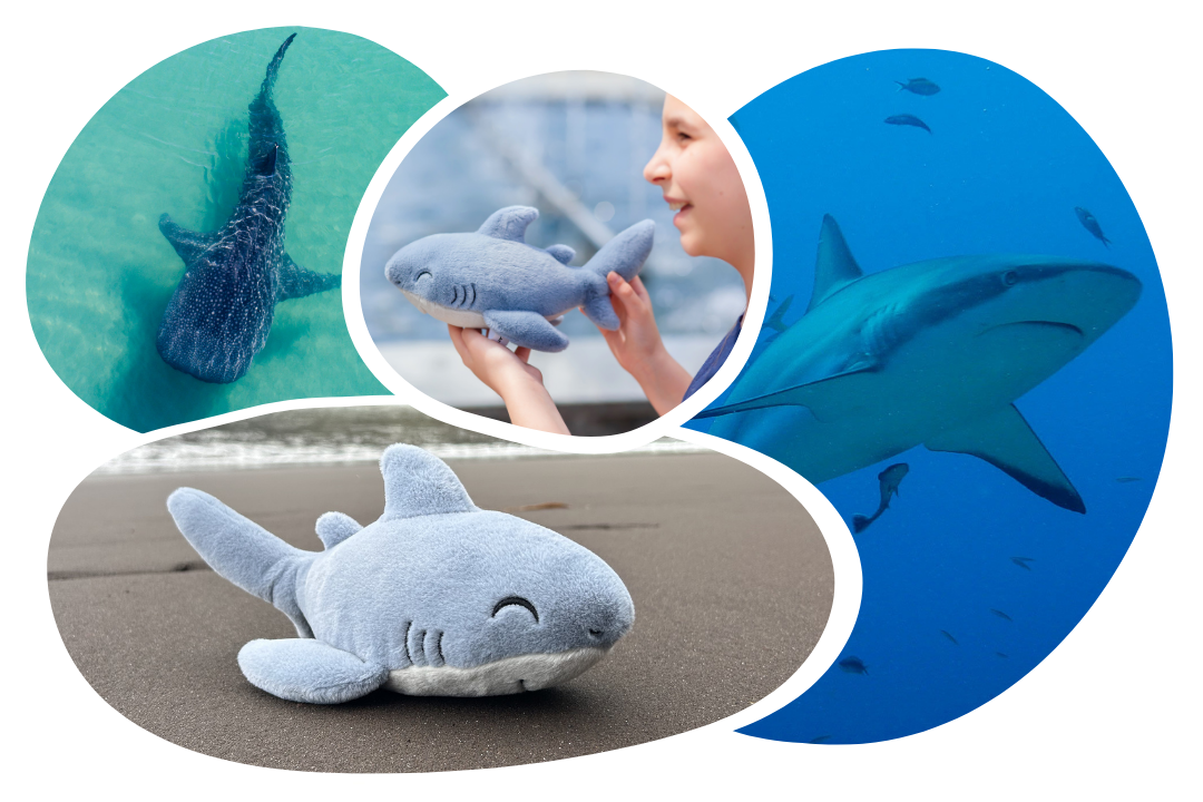 Shark Adoption Plushie