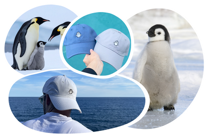 Penguin Adoption Cap